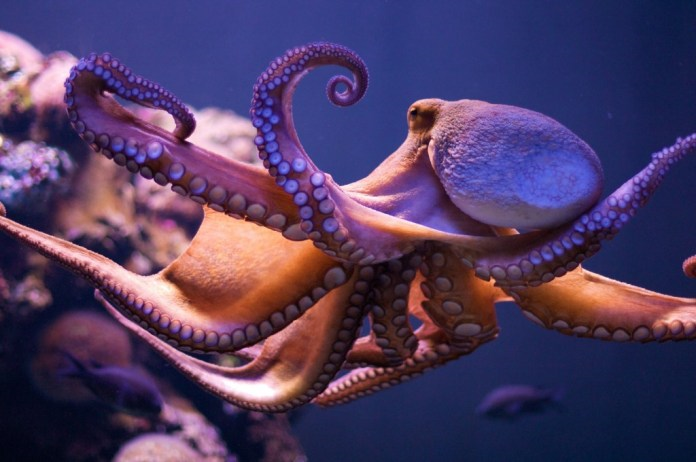 Octopus 1a LLLL