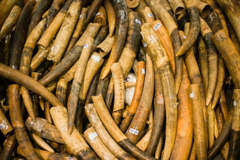 Seized elephant ivory tusks are seen during a press conference at the Kwai Chung Customhouse Cargo Examination Compound in Hong Kong on July 6, 2017. Hong Kong Customs have seized 7.2 tonnes of ivory tusks with an estimated market value of HKD 72 million (9.2 million usd) in the city's largest bust in three decades. / AFP PHOTO / Anthony WALLACE